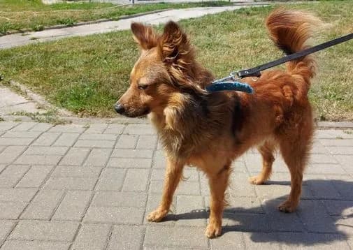 Fox, male 5yo Mixed Breed for adoption at TOZ Kiczarowo — Schronisko dla Bezdomnych Zwierząt