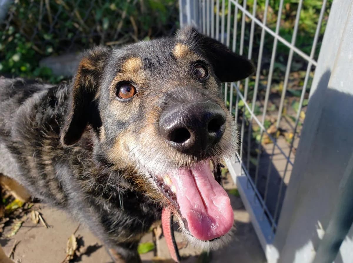 Czaps, male 6yo Mixed Breed for adoption at TOZ Kiczarowo — Schronisko dla Bezdomnych Zwierząt