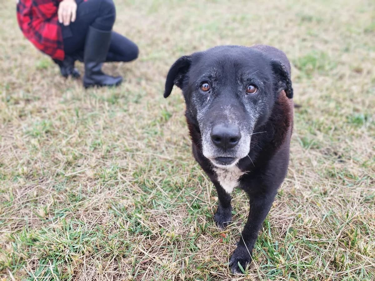 Tyler, male senior Mixed Breed for adoption at TOZ Kiczarowo — Schronisko dla Bezdomnych Zwierząt