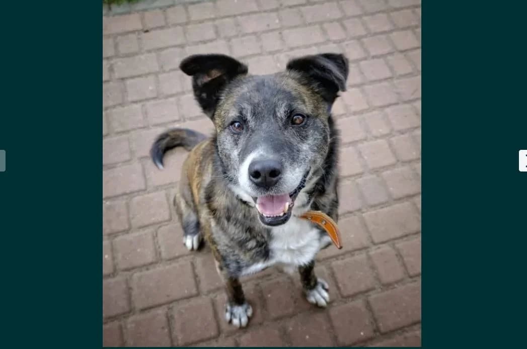 Bakster, male senior Mixed Breed for adoption at TOZ Kiczarowo — Schronisko dla Bezdomnych Zwierząt