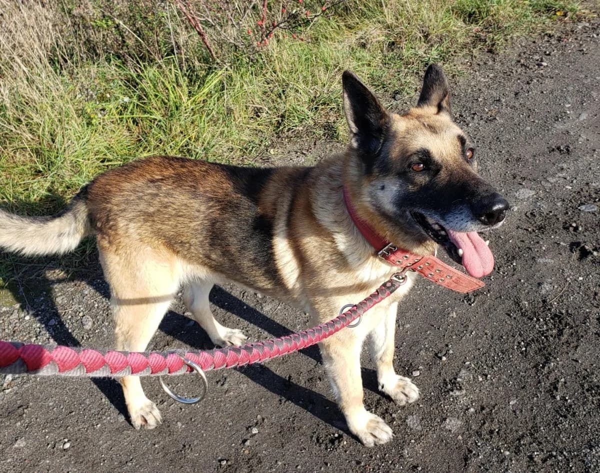 Reks, male senior Mixed Breed for adoption at TOZ Kiczarowo — Schronisko dla Bezdomnych Zwierząt