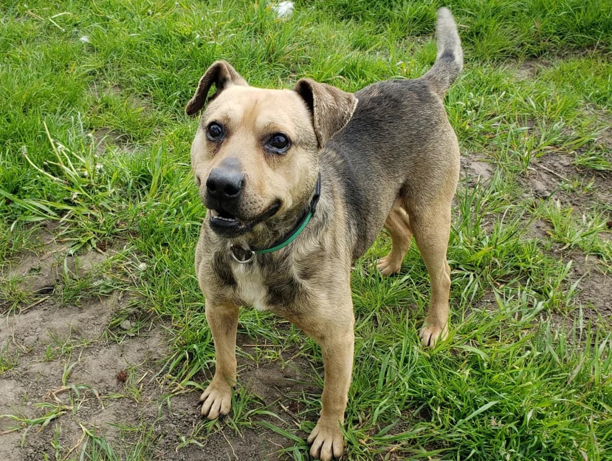 Dexter, male 5yo Mixed Breed for adoption at TOZ Kiczarowo — Schronisko dla Bezdomnych Zwierząt
