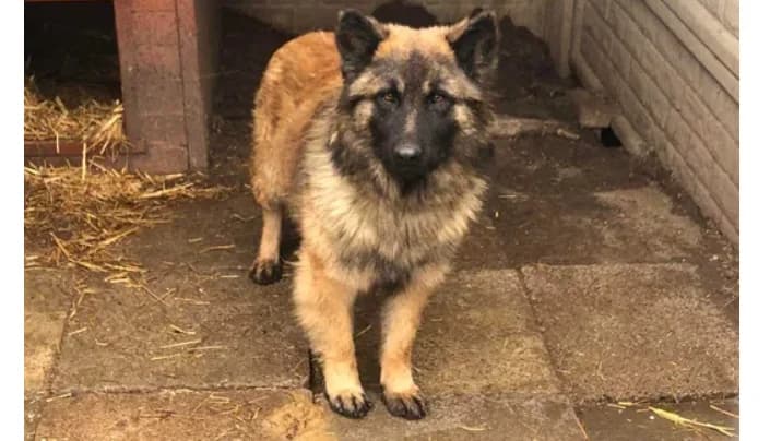 Fado, male 5yo Mixed Breed for adoption at TOZ Kiczarowo — Schronisko dla Bezdomnych Zwierząt