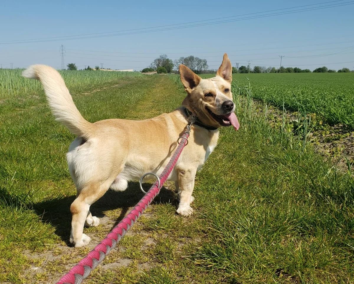 Snapi / Yogurt, male 7yo Mixed Breed for adoption at TOZ Kiczarowo — Schronisko dla Bezdomnych Zwierząt