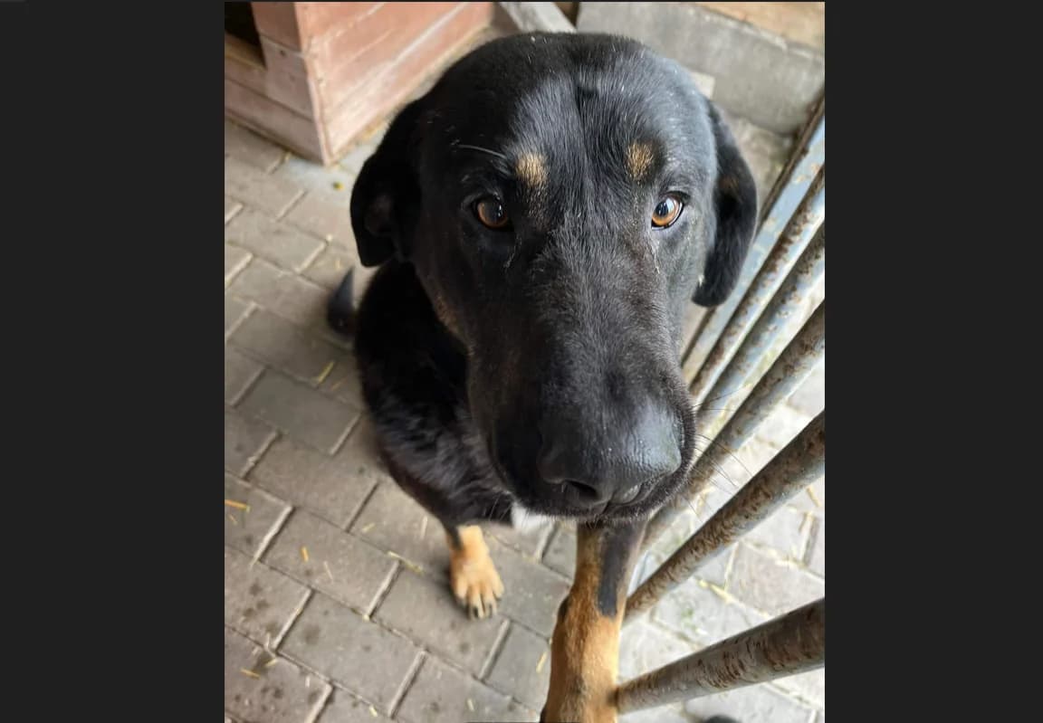 Witek, male 6yo Mixed Breed for adoption at TOZ Kiczarowo — Schronisko dla Bezdomnych Zwierząt