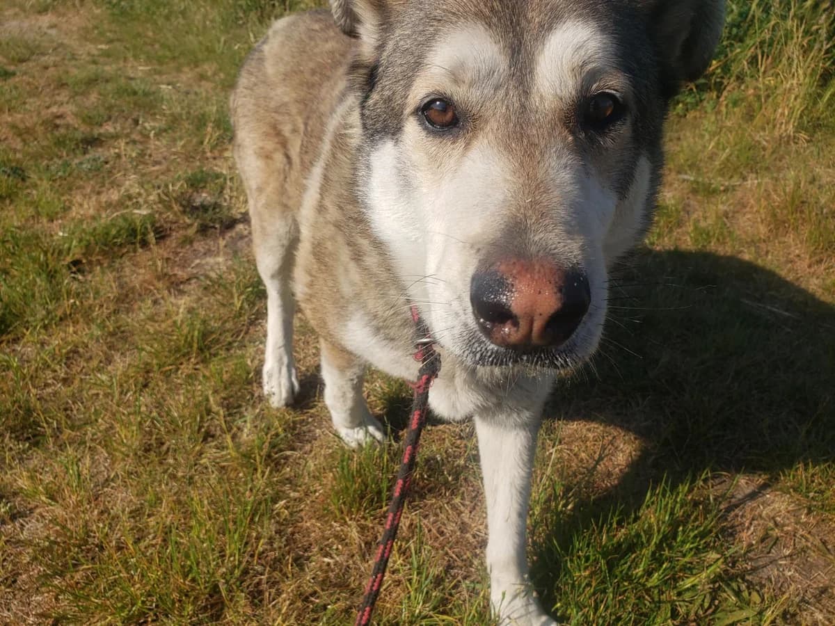 Roki, male senior Mixed Breed for adoption at TOZ Kiczarowo — Schronisko dla Bezdomnych Zwierząt
