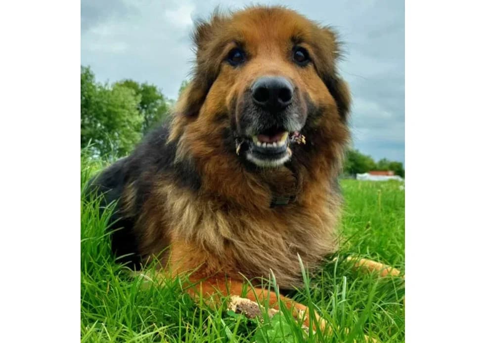 Figo, female senior Mixed Breed for adoption at TOZ Kiczarowo — Schronisko dla Bezdomnych Zwierząt