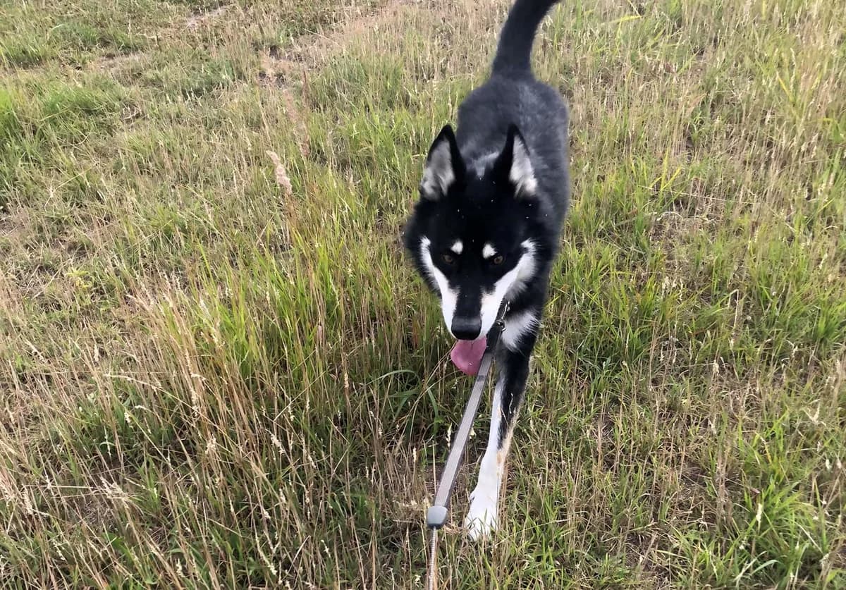 Bas, male 7yo Mixed Breed for adoption at TOZ Kiczarowo — Schronisko dla Bezdomnych Zwierząt