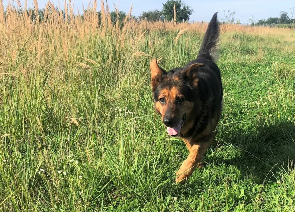 Morus, male senior Mixed Breed for adoption at TOZ Kiczarowo — Schronisko dla Bezdomnych Zwierząt