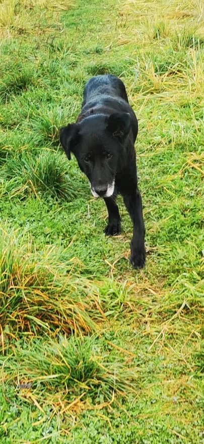 Rysiek, male senior Mixed Breed for adoption at TOZ Kiczarowo — Schronisko dla Bezdomnych Zwierząt