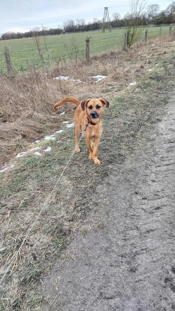 Toffi, male 3yo Mixed Breed for adoption at TOZ Kiczarowo — Schronisko dla Bezdomnych Zwierząt
