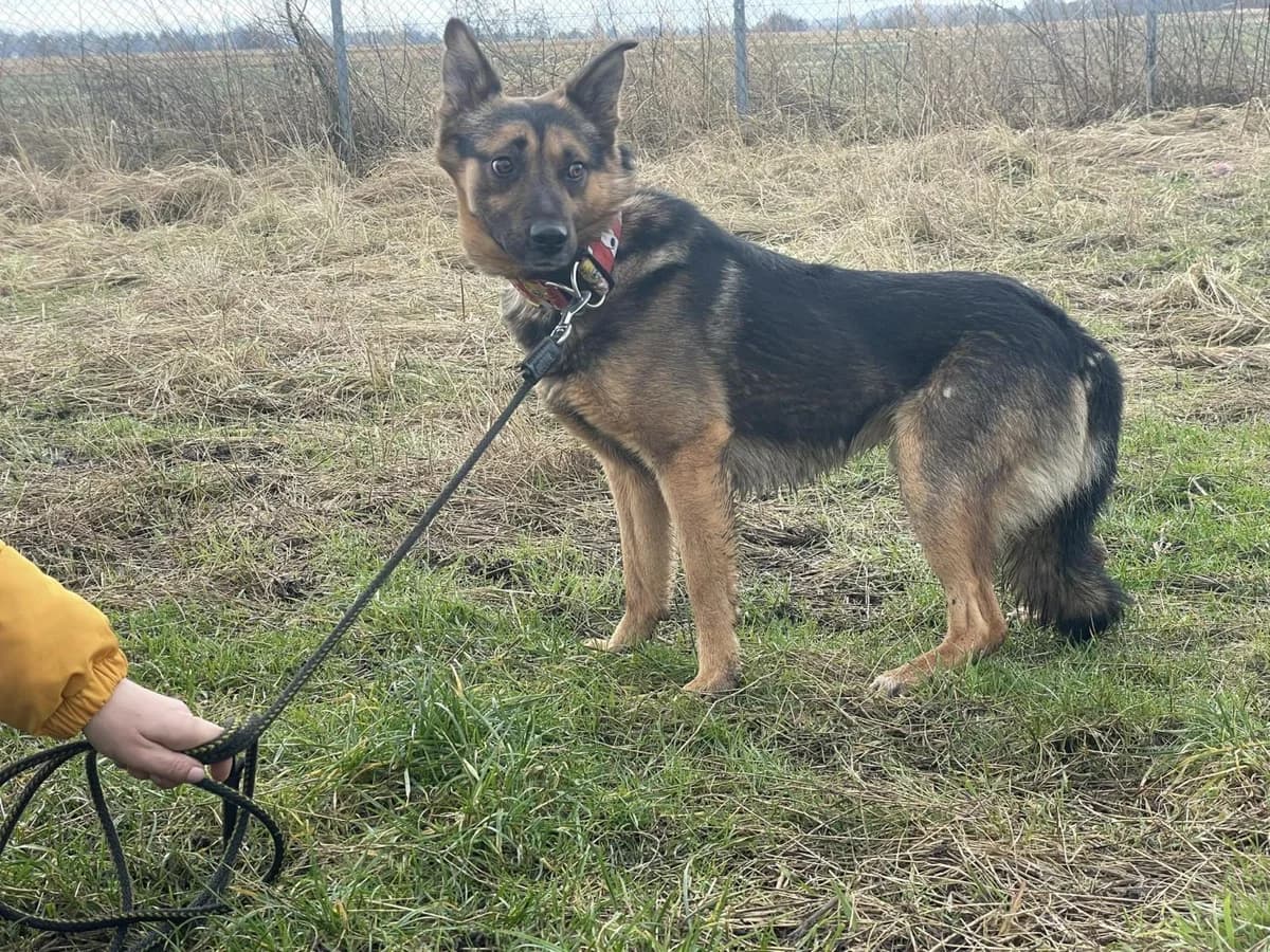 Dzik, male 3yo Mixed Breed for adoption at TOZ Kiczarowo — Schronisko dla Bezdomnych Zwierząt