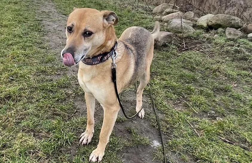 Roki II, male senior Mixed Breed for adoption at TOZ Kiczarowo — Schronisko dla Bezdomnych Zwierząt