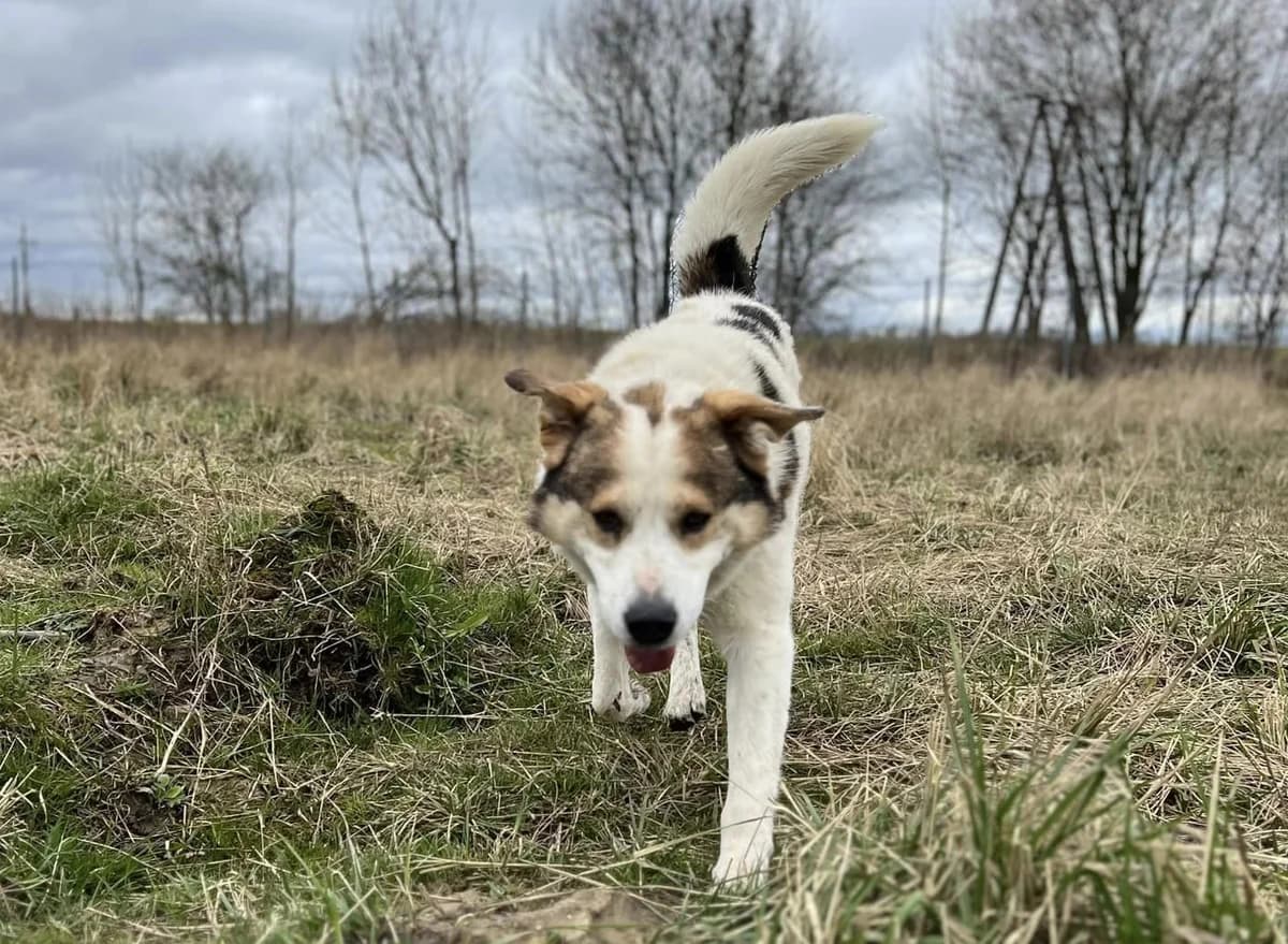 Puszek, male 6yo Mixed Breed for adoption at TOZ Kiczarowo — Schronisko dla Bezdomnych Zwierząt