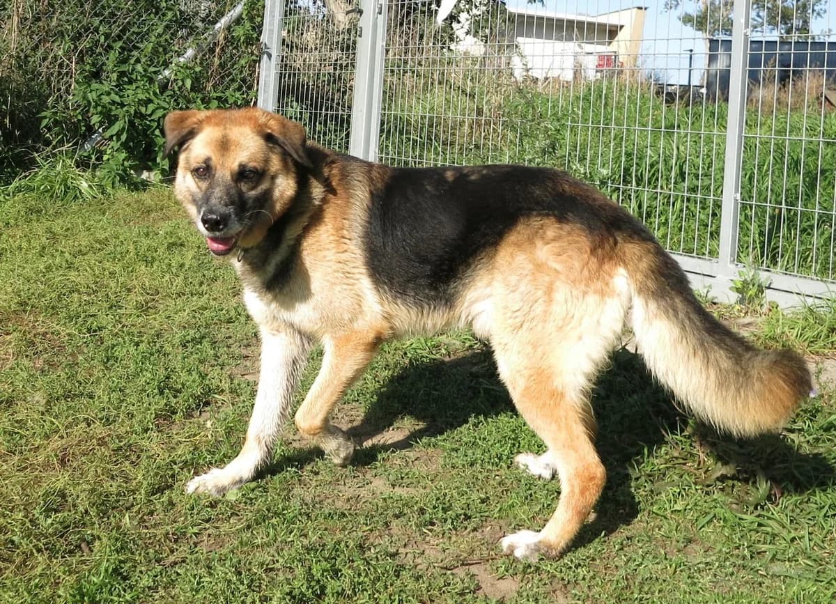 Reksiu, male senior Mixed Breed for adoption at TOZ Kiczarowo — Schronisko dla Bezdomnych Zwierząt