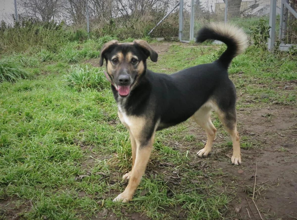 Layla, female 7yo Mixed Breed for adoption at TOZ Kiczarowo — Schronisko dla Bezdomnych Zwierząt