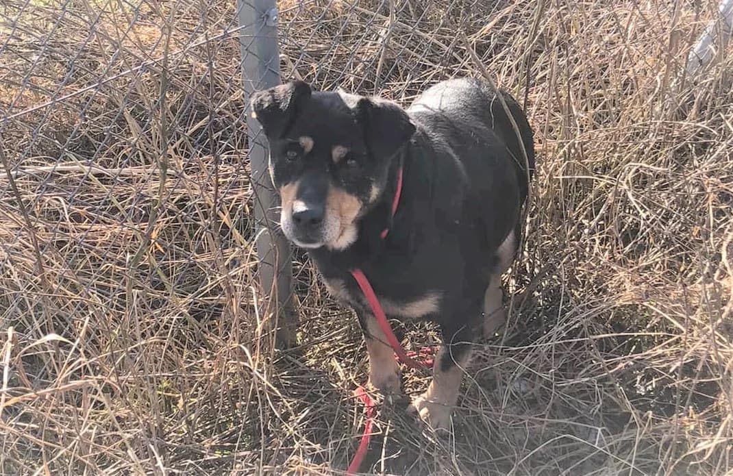 Wera, female Mixed Breed for adoption at TOZ Kiczarowo — Schronisko dla Bezdomnych Zwierząt