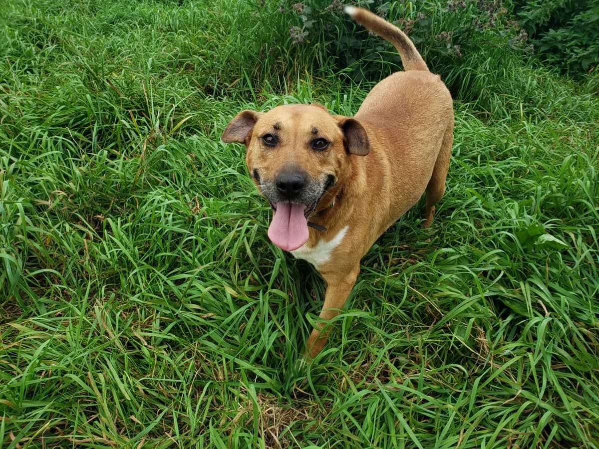 Hektor, male senior Mixed Breed for adoption at TOZ Kiczarowo — Schronisko dla Bezdomnych Zwierząt