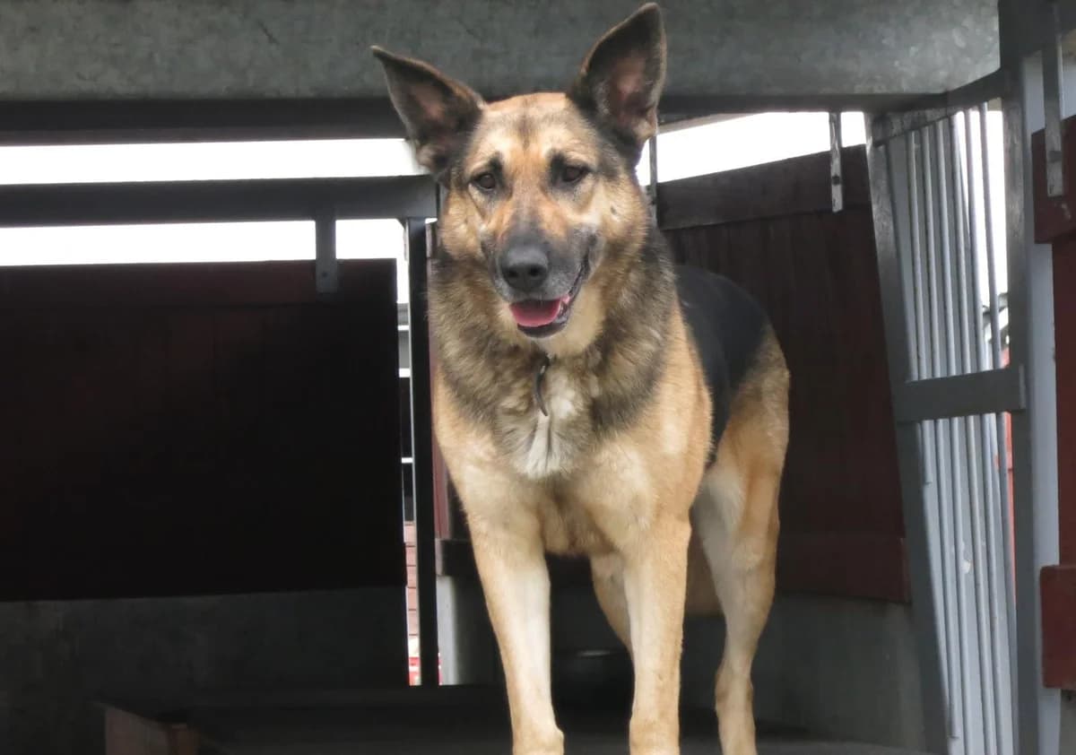 Topka, female senior Mixed Breed for adoption at TOZ Kiczarowo — Schronisko dla Bezdomnych Zwierząt
