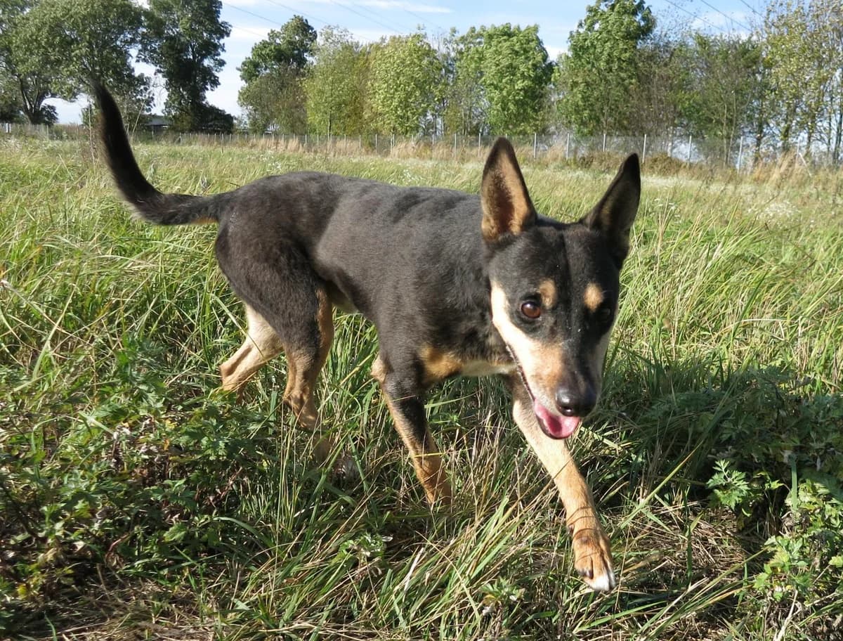 John, male senior Mixed Breed for adoption at TOZ Kiczarowo — Schronisko dla Bezdomnych Zwierząt