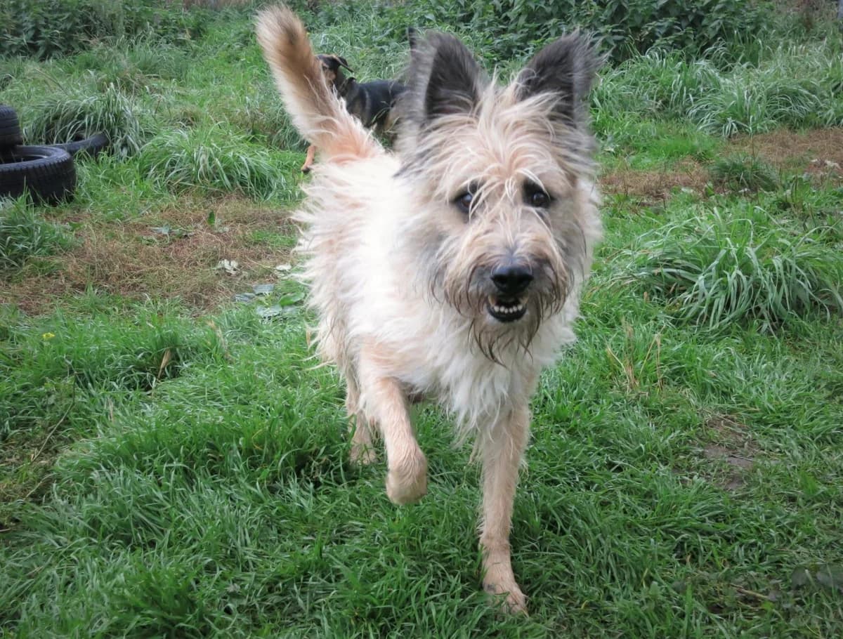 Fred, male senior Mixed Breed for adoption at TOZ Kiczarowo — Schronisko dla Bezdomnych Zwierząt