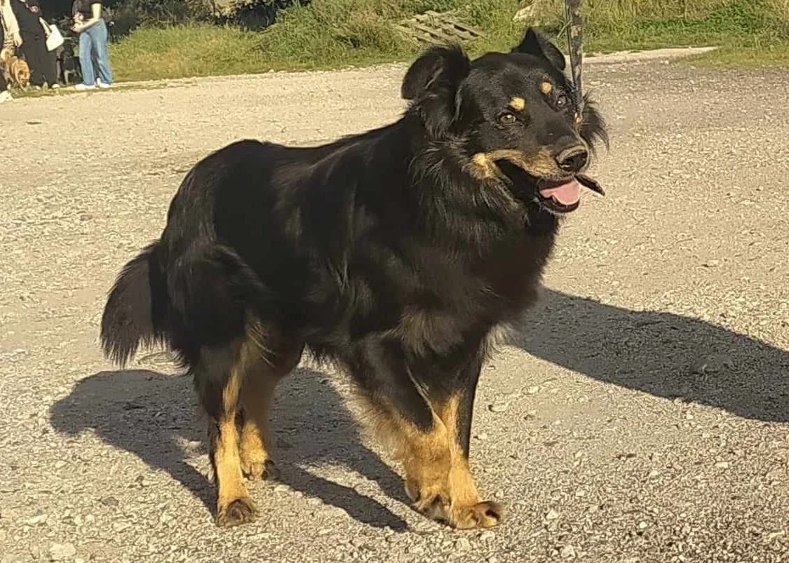 Toni, male 7yo Mixed Breed for adoption at TOZ Kiczarowo — Schronisko dla Bezdomnych Zwierząt