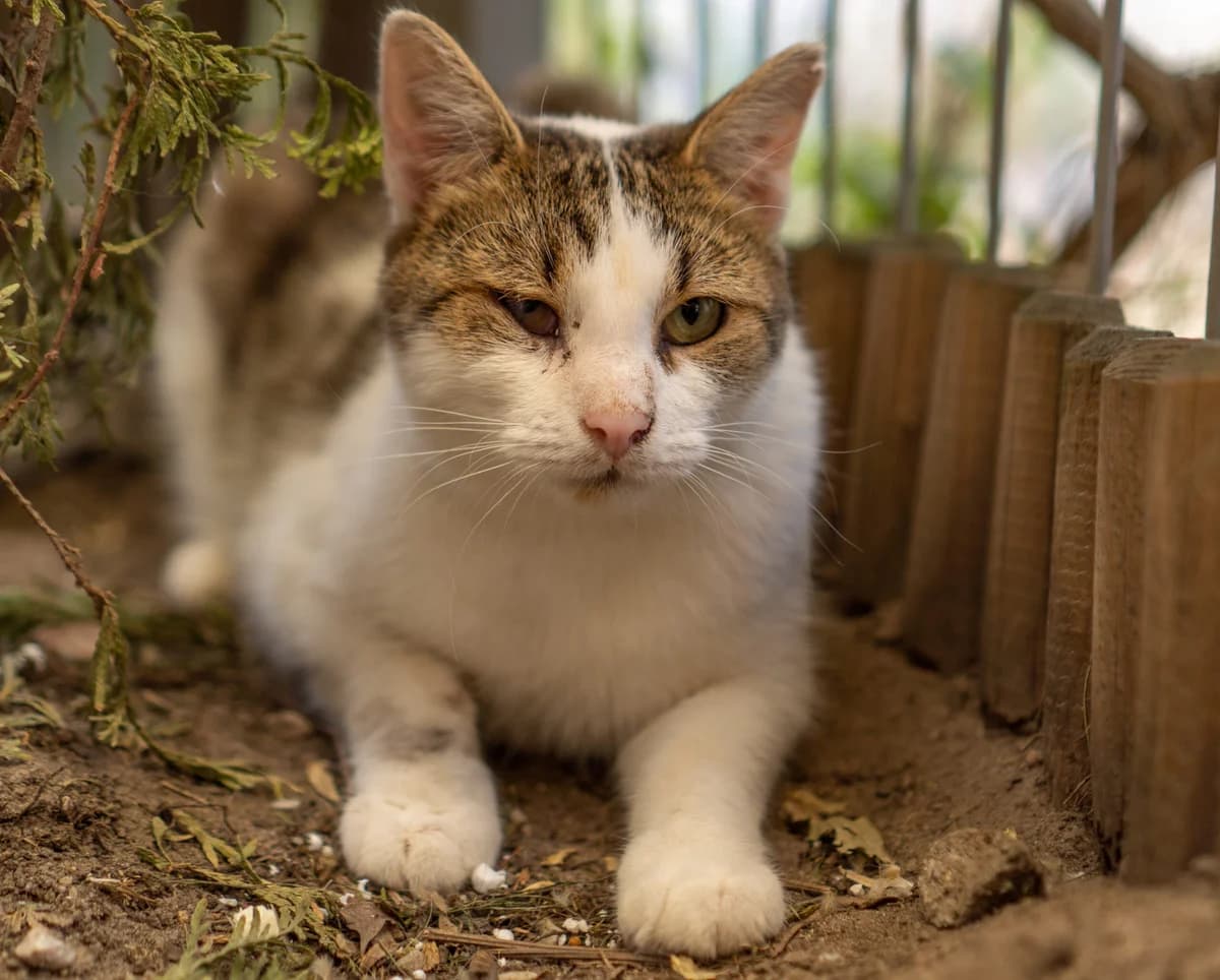 Wyjec, male 5yo Mixed Breed for adoption at Fundacja Pomocy Zwierzętom Kłębek
