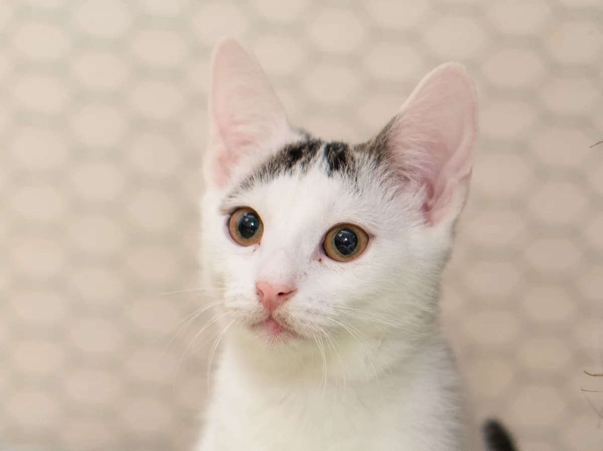Grzywka, female Mixed Breed for adoption at Fundacja Pomocy Zwierzętom Kłębek