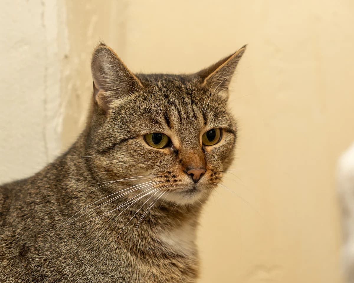 Malinka, female 6yo Mixed Breed for adoption at Fundacja Pomocy Zwierzętom Kłębek