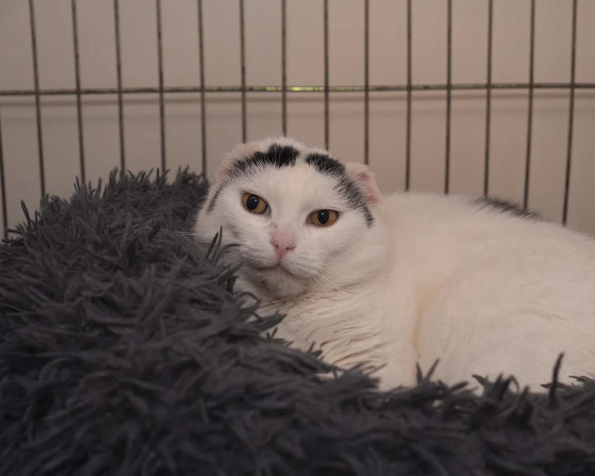 Wanda, female senior Mixed Breed for adoption at Fundacja Pomocy Zwierzętom Kłębek