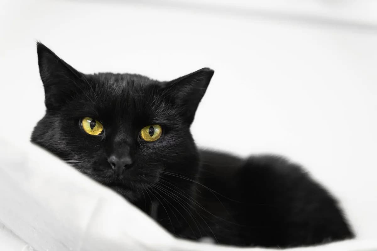 Borówka, female 5yo Mixed Breed for adoption at Fundacja Pomocy Zwierzętom Kłębek