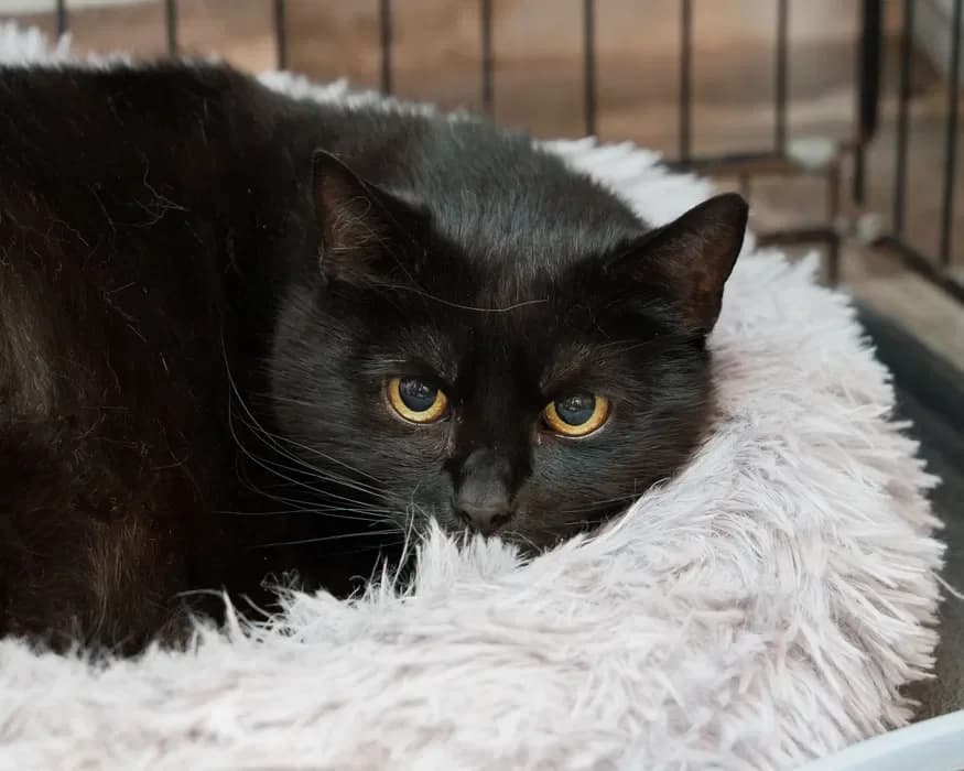 Meduza, female 3yo Mixed Breed for adoption at Fundacja Pomocy Zwierzętom Kłębek