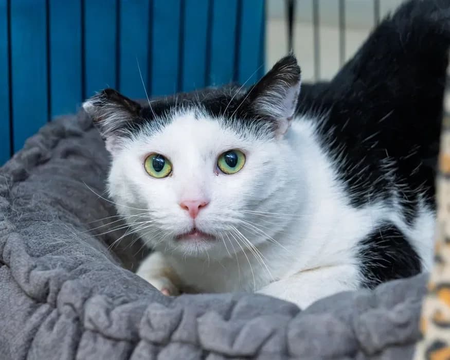 Wujek Jacek, male 5yo Mixed Breed for adoption at Fundacja Pomocy Zwierzętom Kłębek