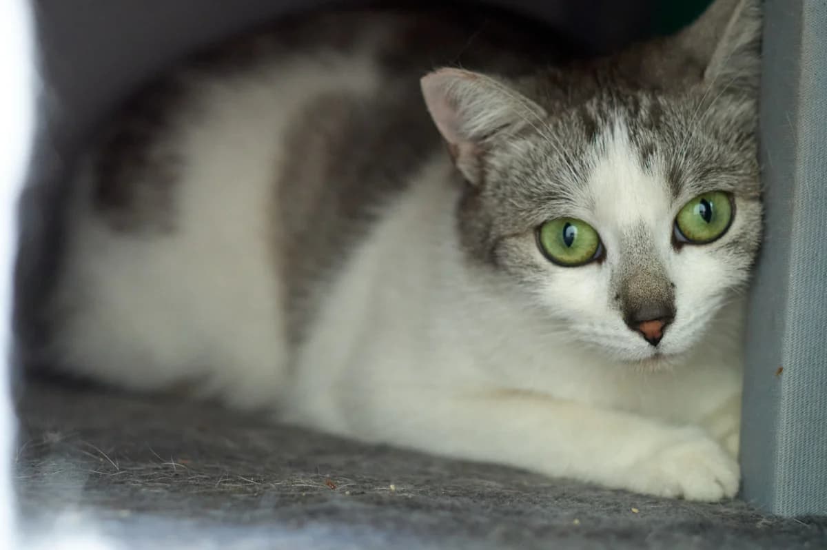 Fanta - rezydentka, female 4yo Mixed Breed for adoption at Koci Patrol