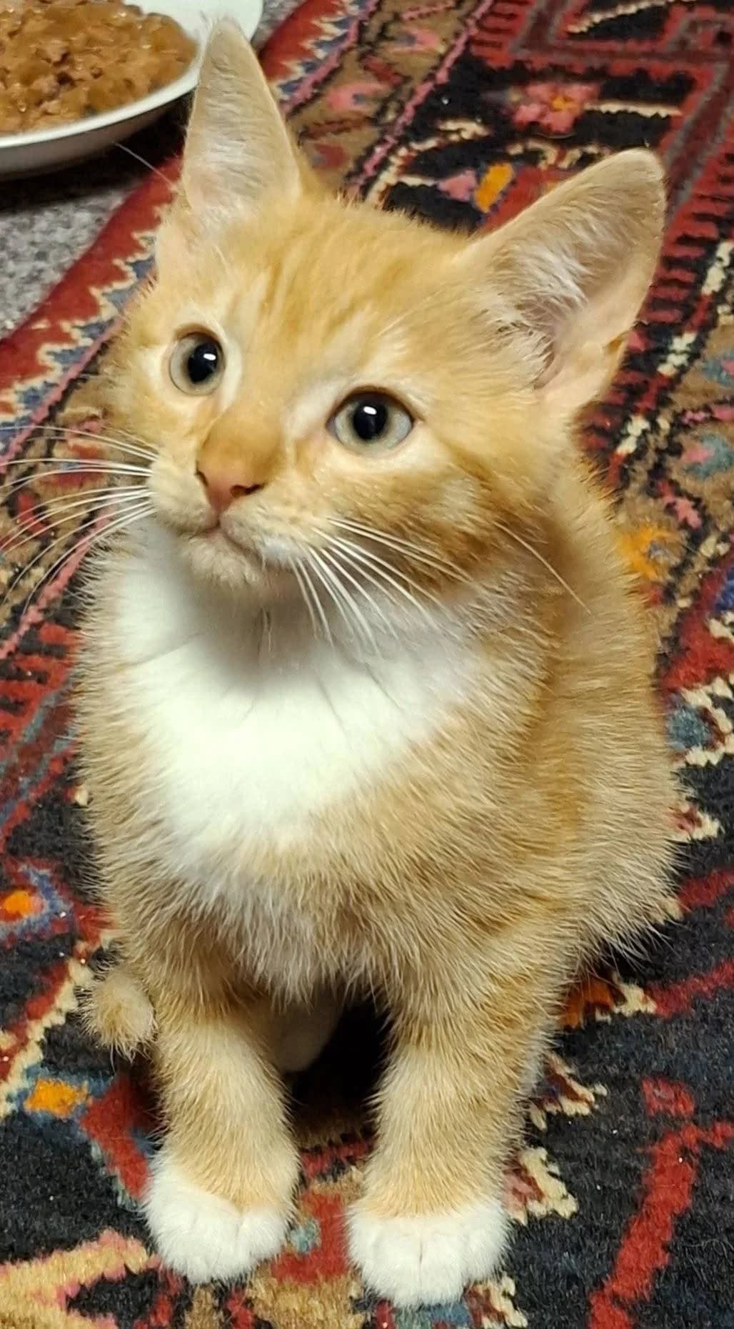 Al Pacino, male Mixed Breed for adoption at Kotella