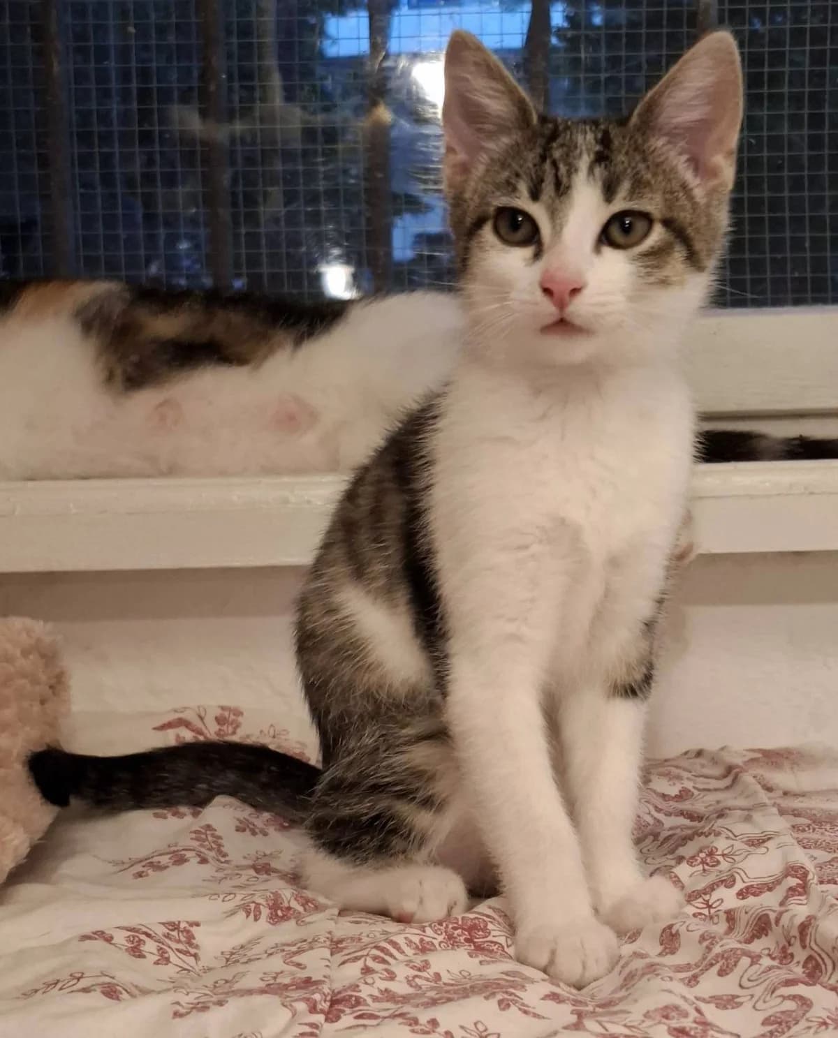 Ariana, female Mixed Breed for adoption at Kotella