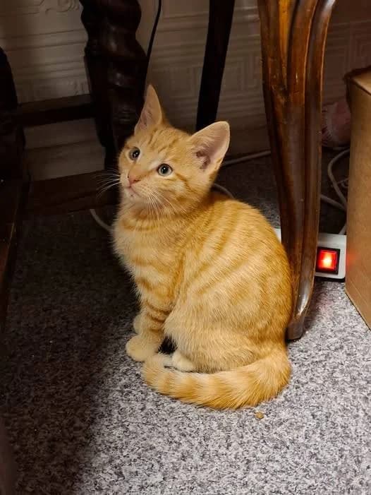 Marlon Brando, male Mixed Breed for adoption at Kotella