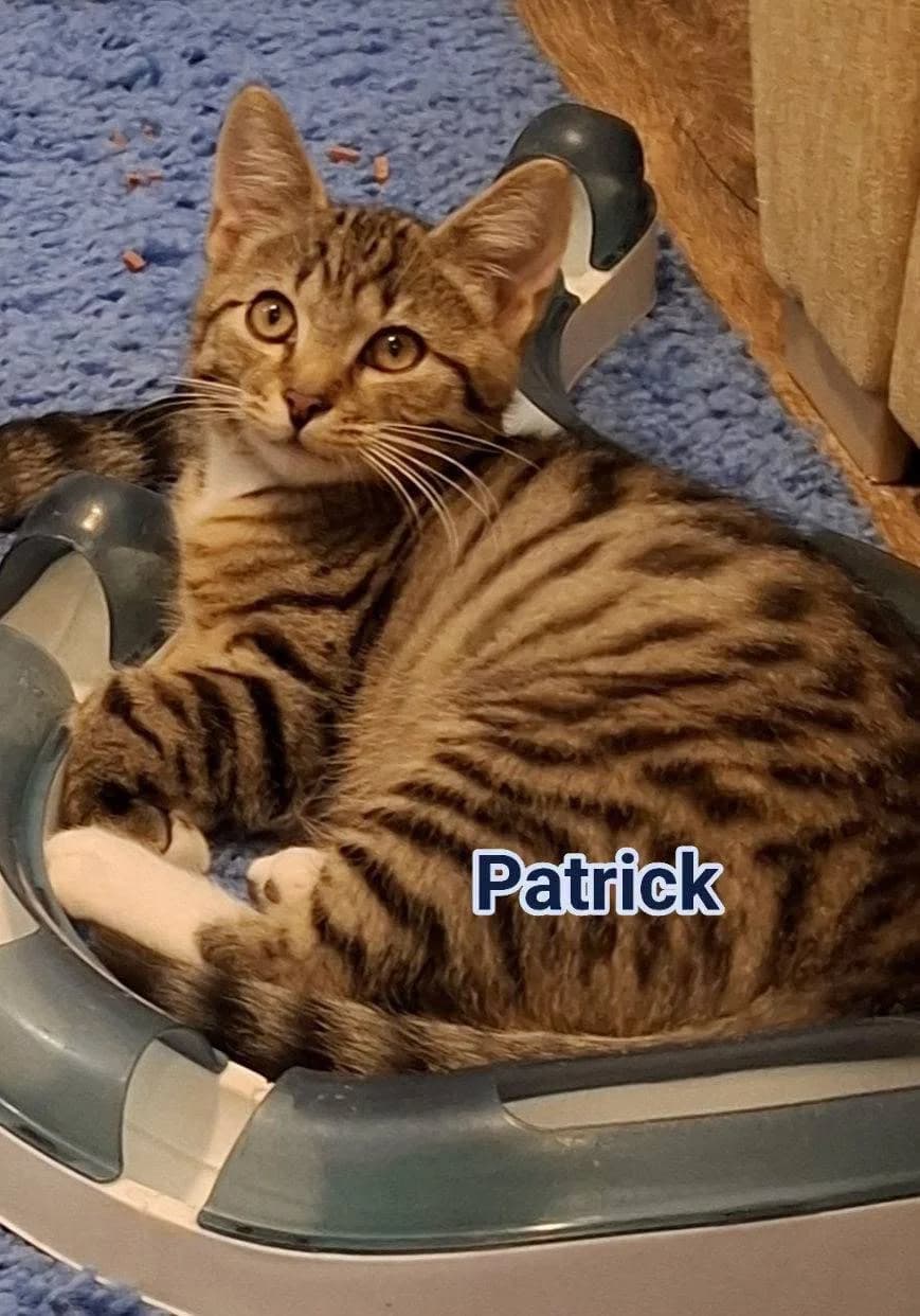 Patrick, male Mixed Breed for adoption at Kotella