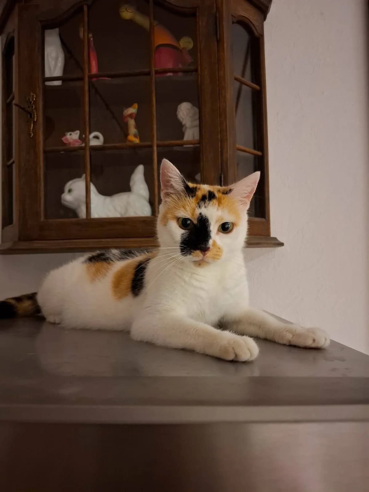 Susan Sarandon, female Mixed Breed for adoption at Kotella