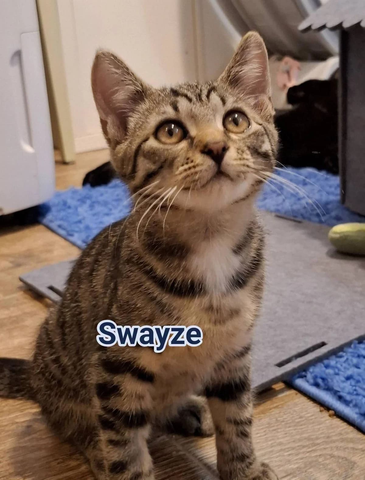 Swayze, male Mixed Breed for adoption at Kotella