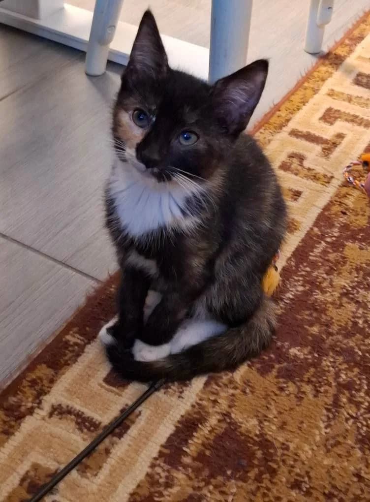 Tigra, female Mixed Breed for adoption at Kotella
