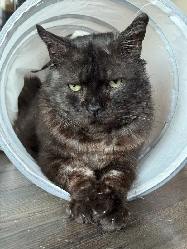 Hieronim, 7yo Mixed Breed for adoption at Koty Spod Bloku