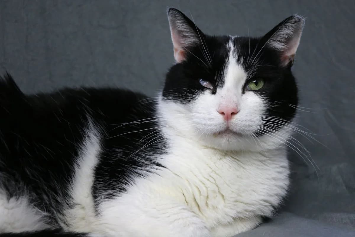 Biskup, 5yo Mixed Breed for adoption at Koty Spod Bloku
