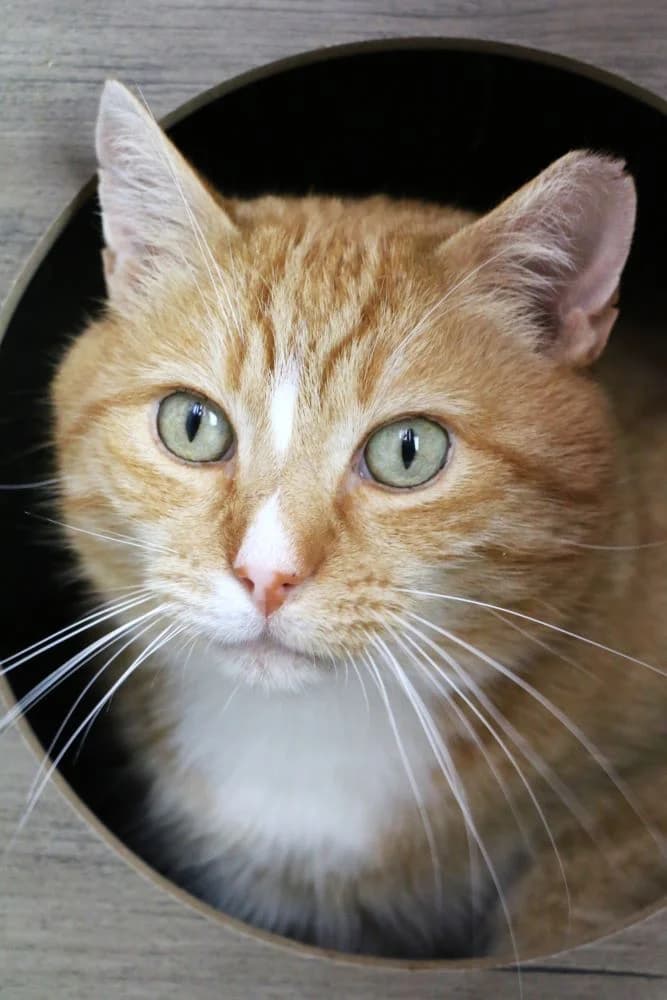 Jureczek, 6yo Mixed Breed for adoption at Koty Spod Bloku