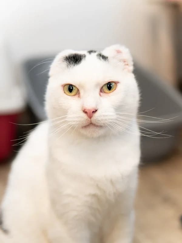 Remik, 3yo Mixed Breed for adoption at Koty Spod Bloku