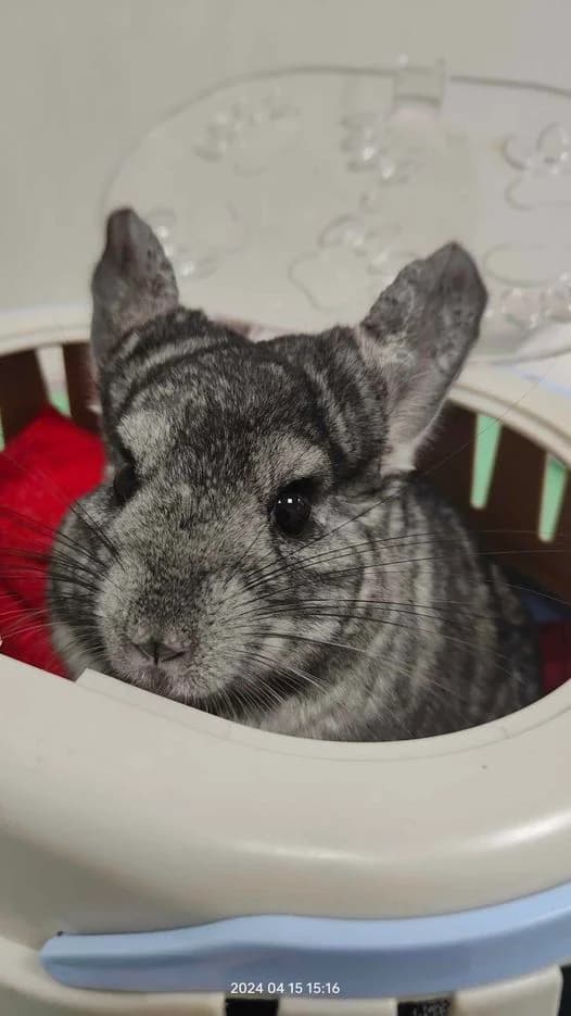 JAŚKO – Szynszyla (Chinchilla), male young Mixed Breed for adoption at KTOZ - Krakowskie Towarzystwo Opieki nad Zwierzętami, Kraków