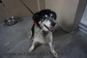 Fenomen, male Mixed Breed for adoption at KTOZ - Krakowskie Towarzystwo Opieki nad Zwierzętami, Kraków