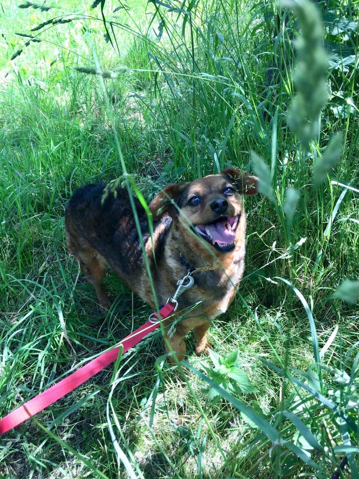 Mufinka, female Mixed Breed for adoption at KTOZ - Krakowskie Towarzystwo Opieki nad Zwierzętami, Kraków