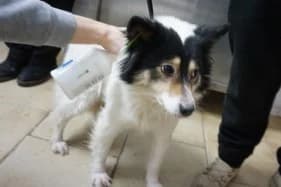 Supra, female Mixed Breed for adoption at KTOZ - Krakowskie Towarzystwo Opieki nad Zwierzętami, Kraków