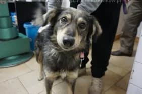 Bajraktar, male Mixed Breed for adoption at KTOZ - Krakowskie Towarzystwo Opieki nad Zwierzętami, Kraków